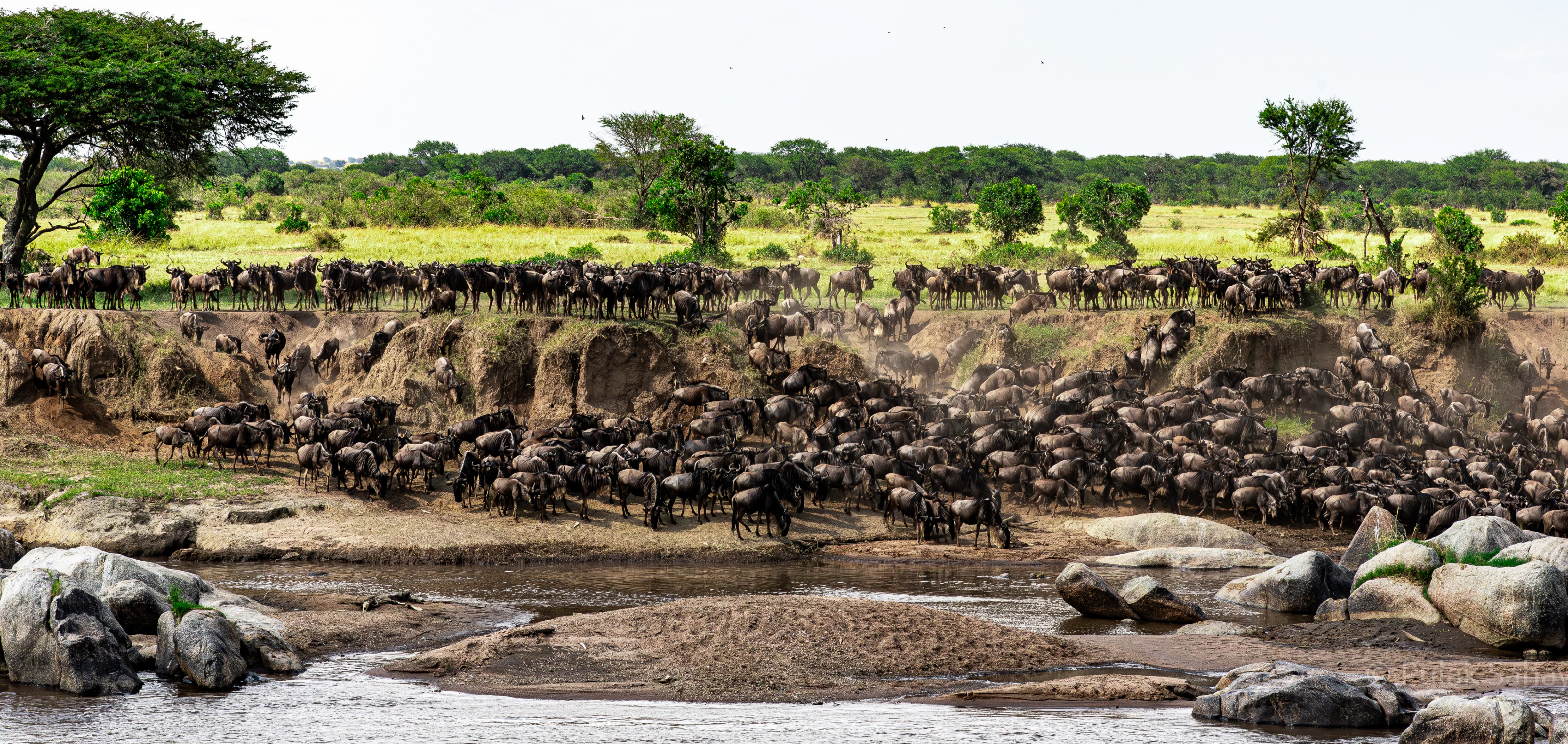 Wildebeest before the crossing